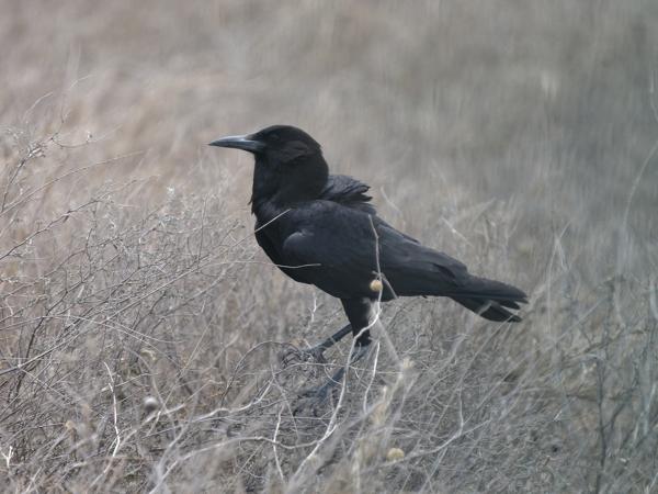 <h3><a href="/trips/tanzania/biota/animalia/chordata/aves/040 passeriformes/054 corvidae/corvus capensis/corvus capensis-nl.html">Corvus&nbsp;capensis</a> / Cape&nbsp;crow / Kaapse&nbsp;roek</h3>OM-1 Mark II met OLYMPUS M.150-400mm F4.5, 1/2000 sec  bij F5.0, ISO 800, afstand 15.8&nbsp;m